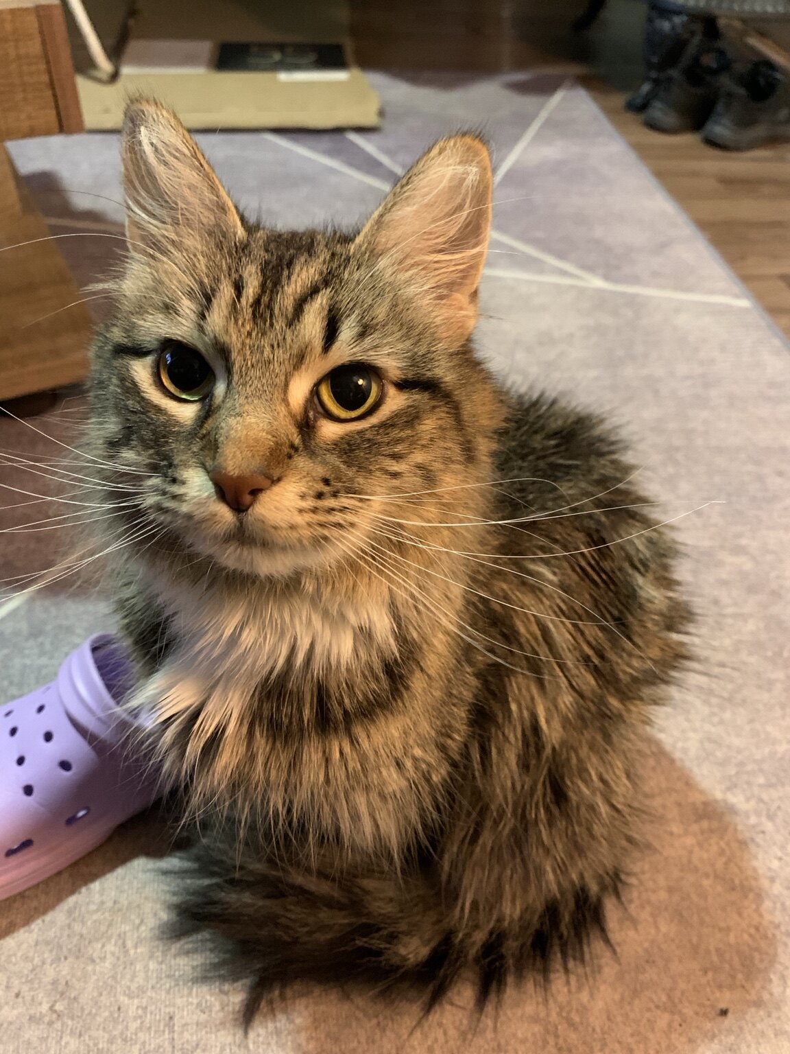 Samantha, gata de demostración